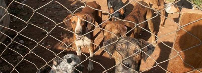Vizinhos denunciam maus tratos contra cachorros em Mirassol