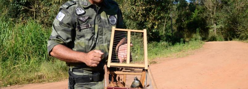 Polcia Ambiental apreende pssaros em Apucarana