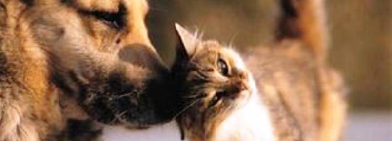 Comissão se reúne para debater criação de conselho de proteção aos animais