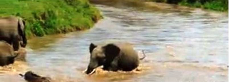 Resgate de filhote de elefante emociona turistas em parque ecolgico