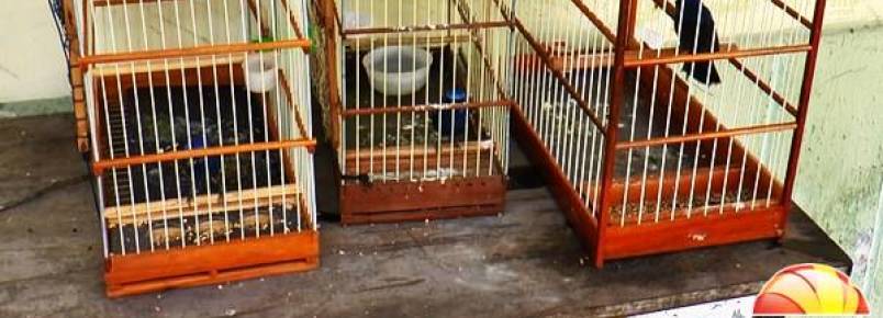 Homens são flagrados na BR 343 após praticar crime ambiental