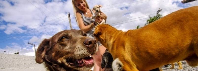 Animais abandonados não têm espaço adequado na Grande Florianópolis