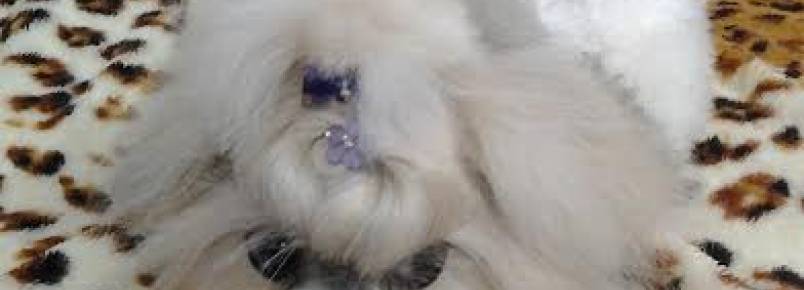 Seu bebê pode ficar ainda mais lindo na Clinvet