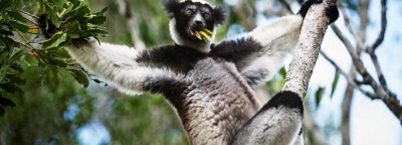 22 mil espécies ameaçadas de extinção