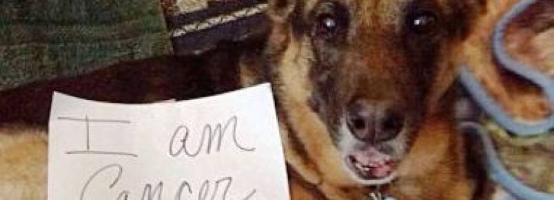 10 cachorros que venceram o câncer