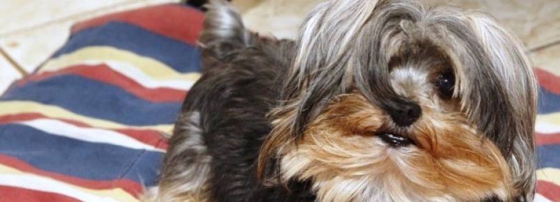 Campanha arrecada agasalhos para pets pela 1ª vez em Santos