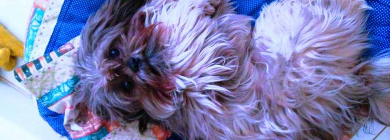 Conheça Scott o cãozinho da Mara