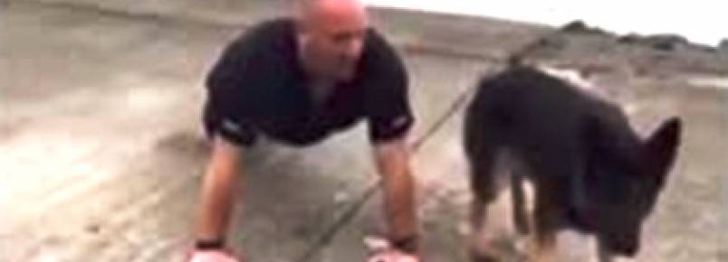 Cão faz flexões com o dono