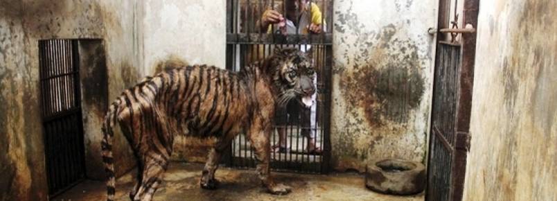 Vinte e cinco animais morrem a cada mês em “zoológico da morte” na Indonésia