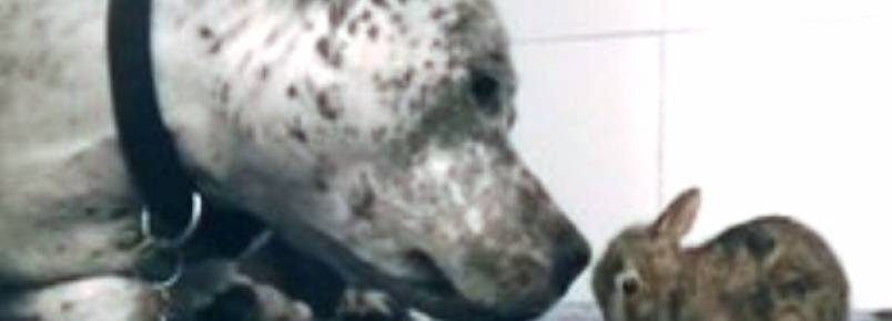 Vdeo mostra Pit Bull dando banho de lambida em coelho 