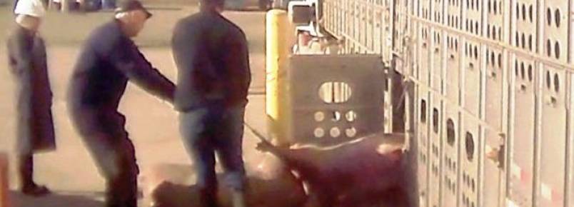 Investigao mostra horror no transporte de porcos para consumo humano no Canad