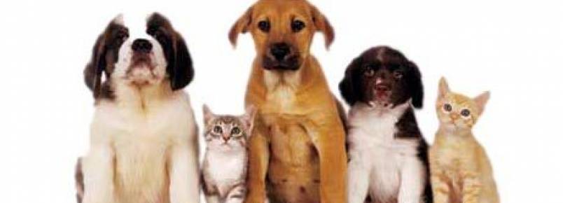 Animais de estimação são peça fora do baralho no surto de ébola