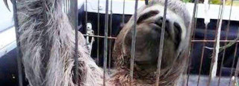 Animais silvestres são resgatados em Porto Seguro