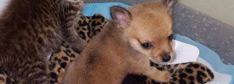 Filhote de cachorro e gatinho ajudam a salvar a vida um do outro