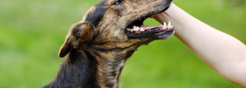 7 erros na criação de um cão