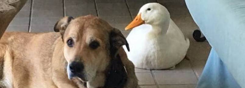 Cão deprimido se recupera graças a seu novo amigo pato