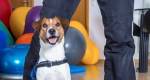 Aumente a inteligência de seu cão através de jogos
