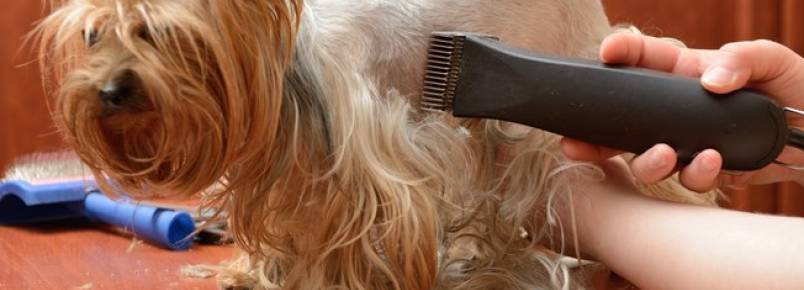Tosar o cachorro no verão é mesmo uma boa ideia? 