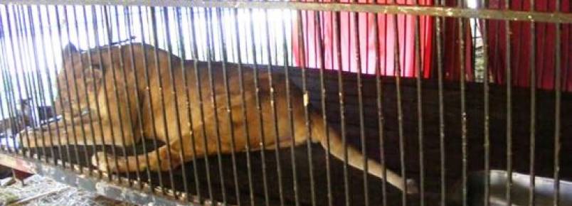 Gois  o 11 estado brasileiro a proibir circos com animais