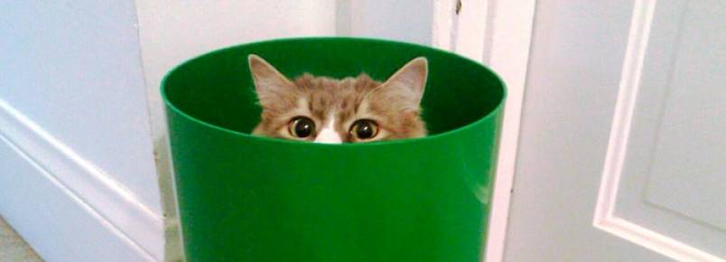 19 Animais absolutamente convencidos de que você não pode vê-los