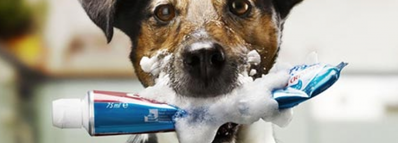 Além do mau hálito: problemas nos dentes podem comprometer seriamente a saúde de cães e gatos