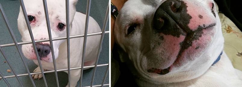 Antes e depois de cães adotados