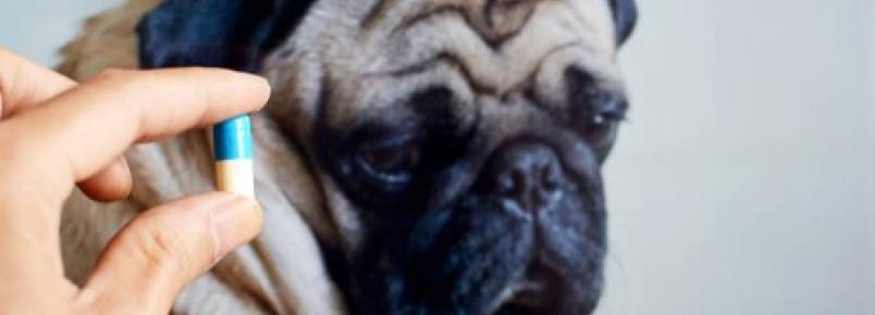 É bom dar antibióticos ao seu animal de estimação?