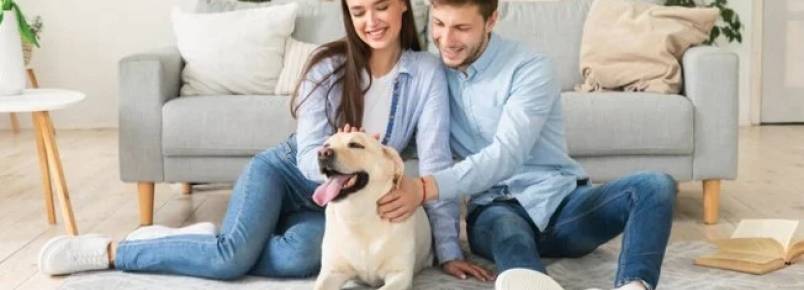 Conheça os tipos de dermatites em cães