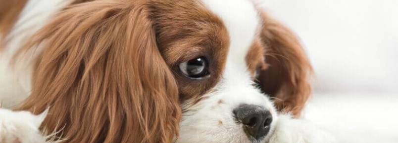 Os 9 melhores remédios de prisão de ventre para cães e filhotes