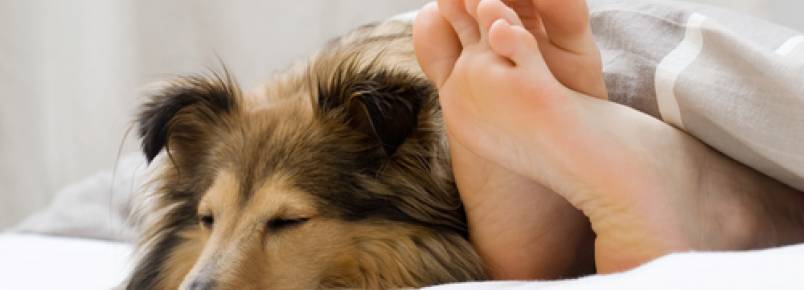 Razões para dividir a cama com seu cachorro