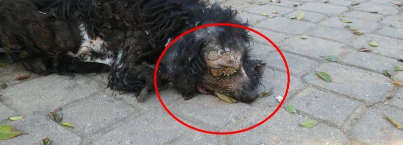 Cãozinho precisa urgentemente de ajuda