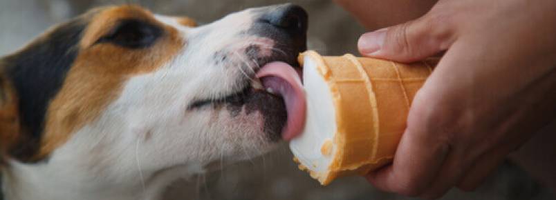 Existem guloseimas sem glúten para os cães?