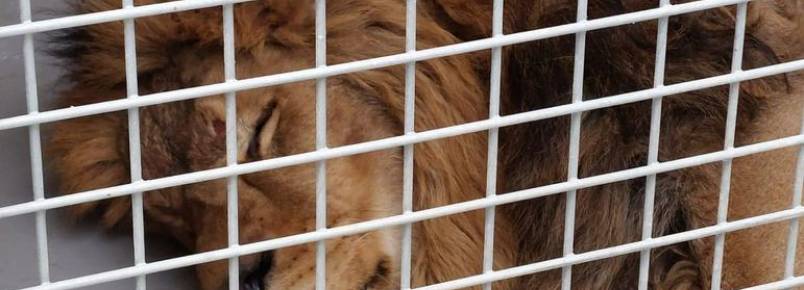 Lees e tigres com sade em estado grave so retirados da Ucrnia