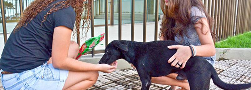 Projeto luta para cuidar de animais que vivem nas ruas