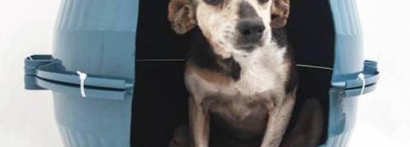 Voluntários fazem campanha para abrigar animais no inverno