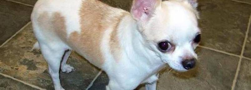 Cachorro sobrevive a acidente de carro mas só é encontrado dois dias depois 