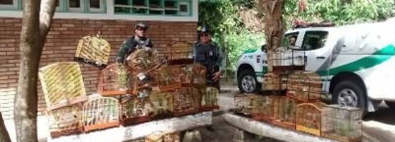 BPA desarticula rinha de pássaros no interior de Alagoas