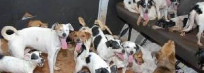 Cães de rua são 6 mil em Apucarana, dizem protetores dos animais