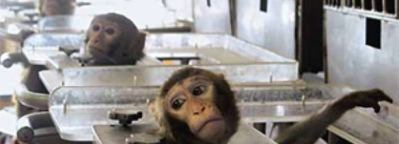 Milhares de macacos  merc dos torturadores