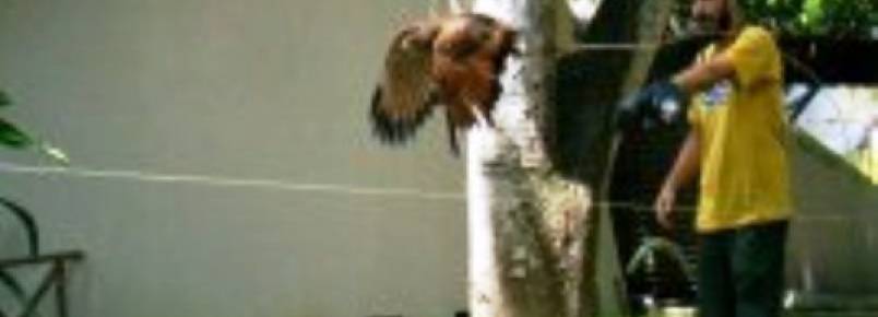 Parque Arruda Câmara possui Centro de Reabilitação de aves silvestres na Capital