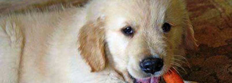 Conheça 5 benefícios da cenoura para cães