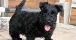Terrier Escocês