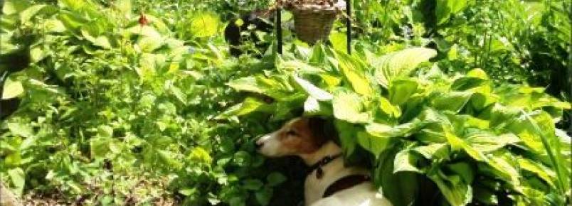 Cuidados para evitar hipertermia em cães no verão