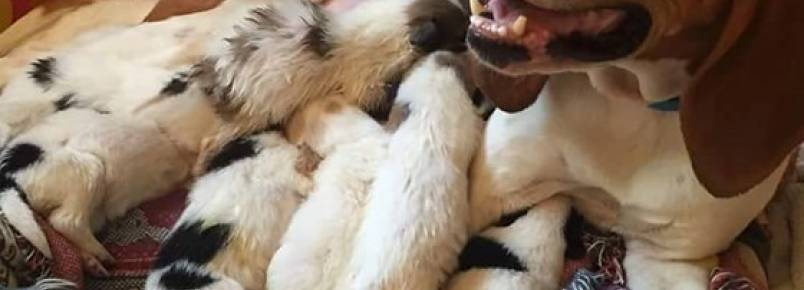 Desolada com a morte de seus filhotes, cadela adota nove cachorrinhos rfos