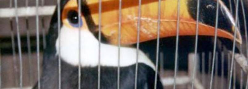 Tráfico de animais silvestres