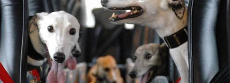 Projeto quer autorizar transporte de animais em ônibus circulares