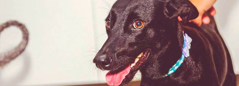Cães precisam de lares em Monlevade (MG)