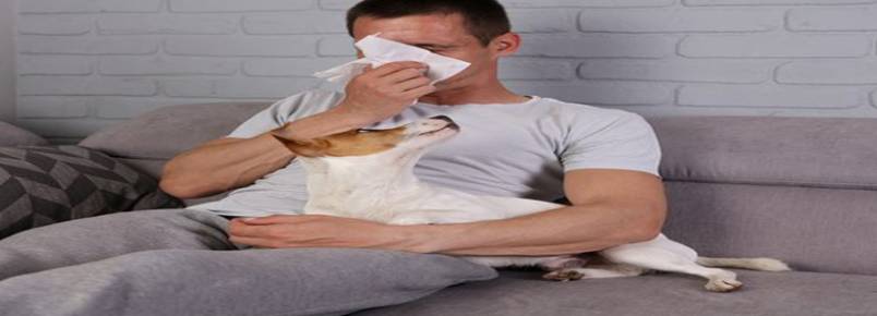 Será que cachorros podem pegar resfriado de humanos?