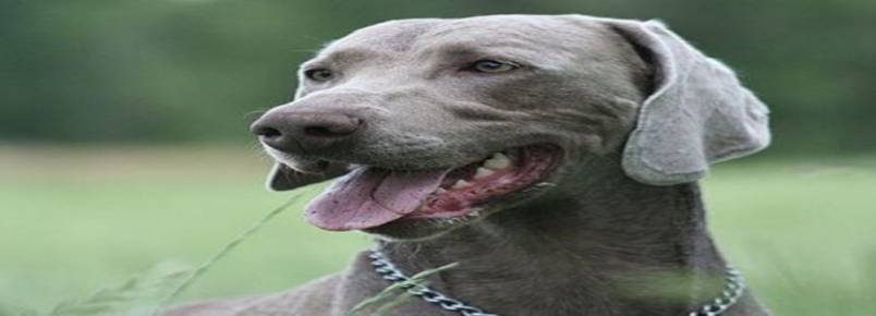 O Braco de Weimar ou Weimaraner