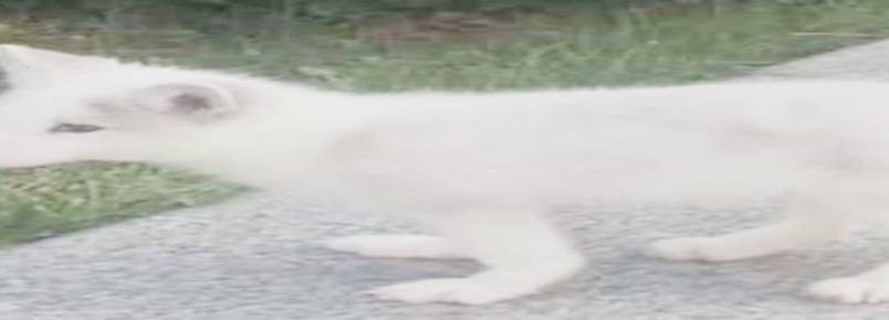 Mulher compra fofo filhotinho e meses depois descobre que ele não é um cachorro